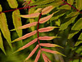 Sorbaria sorbifolia Sem IMG_4552 Tawlina jarzębolistna